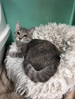 Rescue Domestic Short Hair Cats for Adoption in Peace River, Alberta - Boo | PetCurious