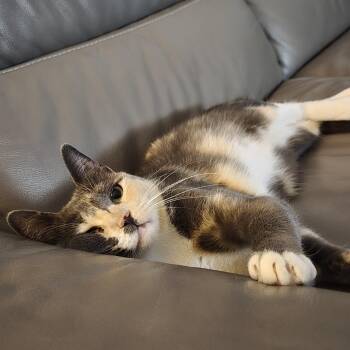Mimi -  Domestic Short Hair Cat for Adoption in Villa Park, California - Mimi | PetCurious