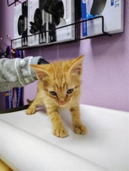 Domestic Short Hair Cats Available for Adoption in El Paso, Texas - Kit2 | PetCurious