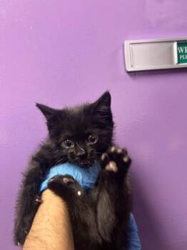 Domestic Short Hair Cats Available for Adoption in El Paso, Texas - 60867055 | PetCurious