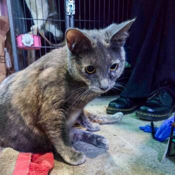 Domestic Short Hair Cats Available for Adoption in San Diego, California - Amelia | PetCurious
