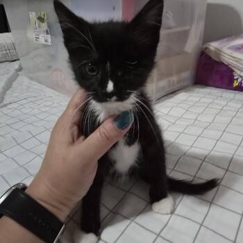 South -  Domestic Short Hair Cat for Adoption in Allen, Texas - South | PetCurious