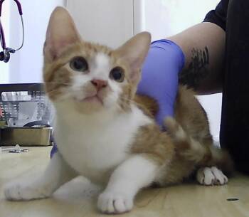 Bimini -  Domestic Short Hair Cat for Adoption in Dayton, Minnesota - Bimini | PetCurious