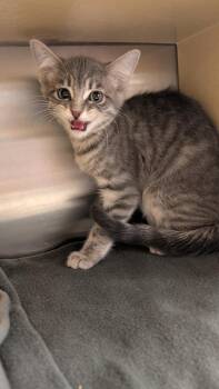 Domestic Short Hair Cats Available for Adoption in Parker, Colorado - Abalone | PetCurious