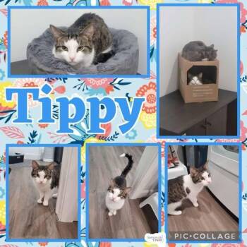 Rescue Domestic Short Hair Cats for Adoption in Spencerville, Ontario - Tippy | PetCurious