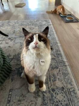 Peasey -  Domestic Long Hair Cat for Adoption in Tucson, Arizona - Peasey | PetCurious