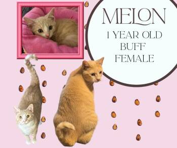 Rescue Domestic Short Hair Cats for Adoption in Port Republic, Maryland - Melon | PetCurious