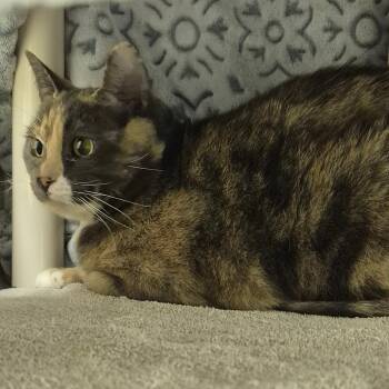 Molly -  Domestic Short Hair Cat for Adoption in Drumheller, Alberta - Molly | PetCurious