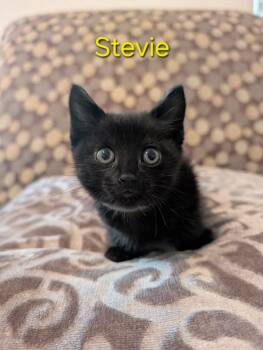 Stevie -  Domestic Short Hair Cat for Adoption in Anna, Texas - Stevie | PetCurious