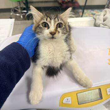 10866 -  Domestic Short Hair Cat for Adoption in Las Cruces, New Mexico - 10866 | PetCurious