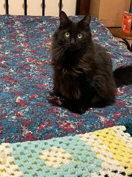 Domestic Long Hair Cats Available for Adoption -  Boo (Courtesy Post) | PetCurious