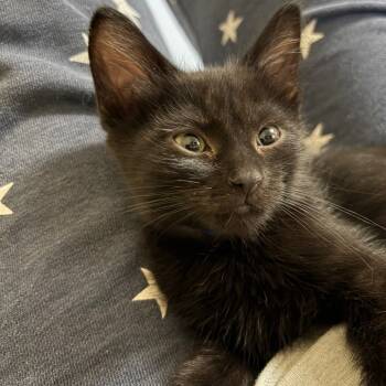 Rescue Domestic Short Hair Cats for Adoption in Muscatine, Iowa - Zion | PetCurious