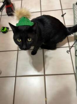 Rescue Domestic Short Hair Cats for Adoption in Mokena, Illinois - Binx | PetCurious