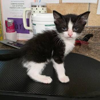 Domestic Short Hair Cats Available for Adoption in Eureka Springs, Arkansas - Christopher Robin | PetCurious