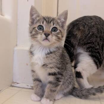Domestic Short Hair Cats Available for Adoption in Baltimore, Maryland - Sasha 3 | PetCurious