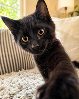 Briar Napa -  Domestic Long Hair Cat for Adoption in Napa, California - Briar Napa | PetCurious