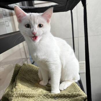 Domestic Short Hair Cats Available for Adoption - Skibidi | PetCurious