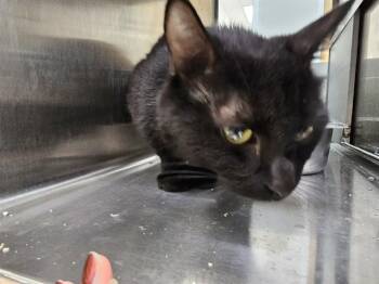 SPRITE -  Domestic Short Hair Cat for Adoption in Pueblo, Colorado - SPRITE | PetCurious