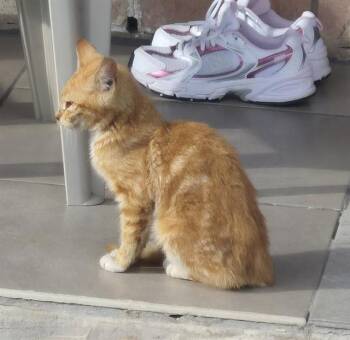 Domestic Short Hair Cats Available for Adoption in San Antonio, Texas - DREAM | PetCurious