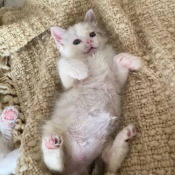 Flower -  Domestic Short Hair Cat Available for Adoption in Houston, Texas - Flower | PetCurious