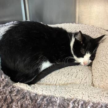 Domestic Medium Hair Cats Available for Adoption in Los Angeles, California - Harlee | PetCurious