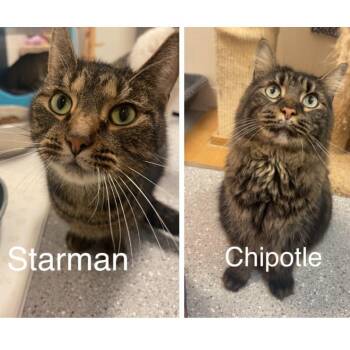 Rescue Domestic Short Hair Cats for Adoption in Indiana, Pennsylvania - Chipotle & Starman | PetCurious