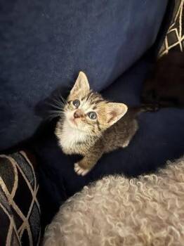 Queso -  Domestic Short Hair Cat for Adoption in Pacifica, California - Queso | PetCurious
