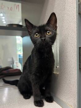 Winter Peach Marshmallow -  Domestic Short Hair Cat for Adoption in Waterloo, Iowa - Winter Peach Marshmallow | PetCurious