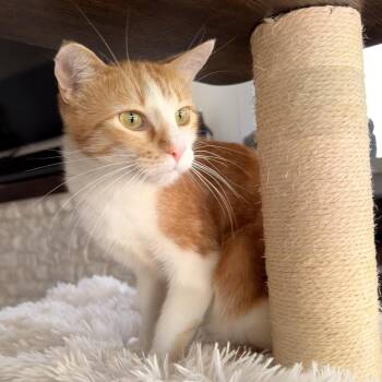 Abby -  Domestic Short Hair Cat for Adoption in Fort Worth, Texas - Abby | PetCurious