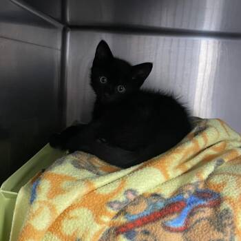 Bank teller -  Domestic Short Hair Cat for Adoption in Brockton, Massachusetts - Bank Teller | PetCurious
