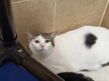 Missy -  Domestic Short Hair Cat for Adoption in Hobbs, New Mexico - Missy | PetCurious