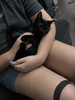 Elton John -  Domestic Short Hair Cat for Adoption in Cuyahoga Falls, Ohio - Elton John | PetCurious