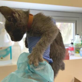 Brown Collar -  Domestic Short Hair Cat for Adoption in Los Angeles, California - Brown Collar | PetCurious