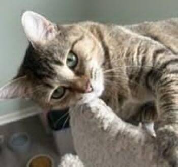 Domestic Short Hair Cats Available for Adoption in Battle Creek, Michigan - Mesa | PetCurious