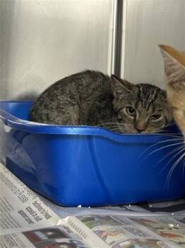 Foxy -  Domestic Short Hair Cat for Adoption in Montreal, Quebec - Foxy | PetCurious