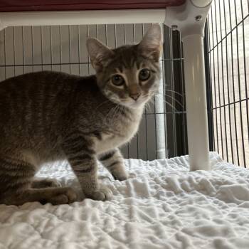 Rescue Domestic Short Hair Cats for Adoption in East St. Louis, Illinois - Decimeter-C | PetCurious