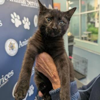 Rescue Domestic Short Hair Cats for Adoption in Greensboro, North Carolina - Skipper | PetCurious