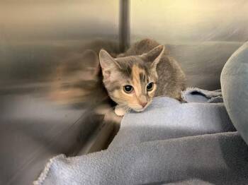 Rescue Domestic Short Hair Cats for Adoption in Grand Prairie, Texas - ABBY | PetCurious