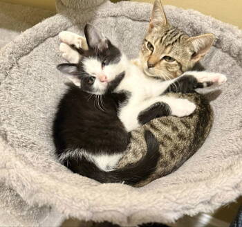 Rescue Domestic Short Hair Cats for Adoption in Rustburg, Virginia - Onyx (foster Faith) | PetCurious