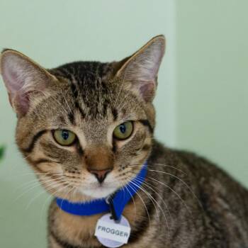 Frogger -  Domestic Short Hair Cat for Adoption in Hot Springs, Arkansas - Frogger | PetCurious