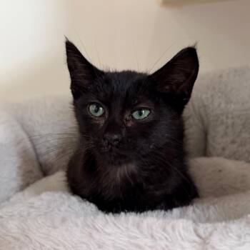 CRY BABY -  Domestic Short Hair Cat for Adoption in Kyle, Texas - CRY BABY | PetCurious