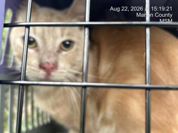 THEON -  Domestic Short Hair Cat for Adoption in Ocala, Florida - THEON | PetCurious