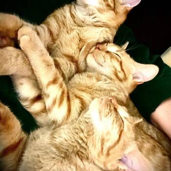 Lloyd -  Domestic Short Hair Cat for Adoption in Tulsa, Oklahoma - Lloyd | PetCurious
