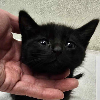 Rescue Domestic Short Hair Cats for Adoption in Spokane, Washington - Lincoln | PetCurious