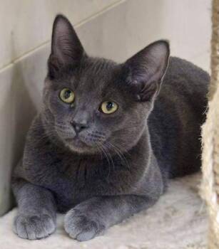 Rescue Domestic Short Hair Cats for Adoption in Palmyra, Virginia - Jabari | PetCurious