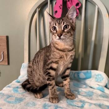 Felix 9456 -  Domestic Short Hair Cat for Adoption in Sequatchie, Tennessee - Felix 9456 | PetCurious