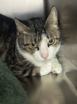 Rescue Domestic Short Hair Cats for Adoption in Moses Lake, Washington - Freckles | PetCurious