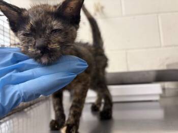 BELLA -  Domestic Short Hair Cat for Adoption in San Bernardino, California - BELLA | PetCurious