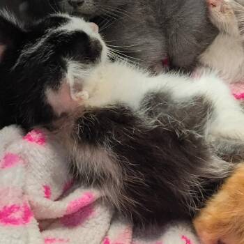 Ravioli Carbonara -  Domestic Short Hair Cat for Adoption in Columbus, Georgia - Ravioli Carbonara | PetCurious