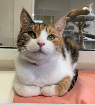Rescue Domestic Short Hair Cats for Adoption in Fremont, Ohio - Marie | PetCurious